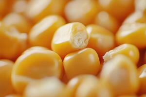 Freshly harvested corn kernels in vibrant golden hues captured up close photo