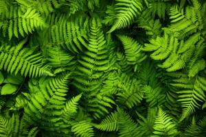 Lush green fern leaves create a vibrant natural carpet in a dense forest setting photo