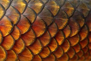Detailed close-up of a vibrant fish scale pattern showcasing colors in natural light photo