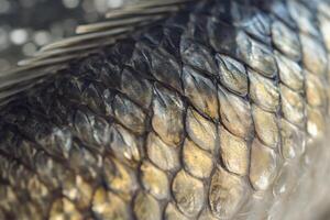Detailed close-up of fish scales glistening under natural light in a freshwater environment photo
