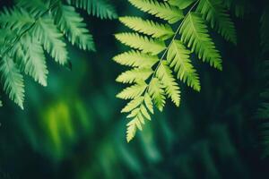 Lush green fern leaves with natural textures in a tranquil forest setting at midday photo