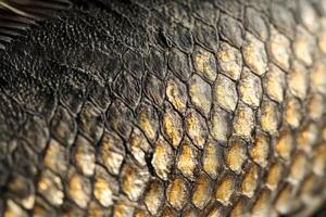 Detailed view of fish scales showcasing texture and color under natural lighting photo