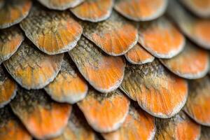 Close-up view of vibrant orange and gray fish scales showcasing intricate patterns and textures photo