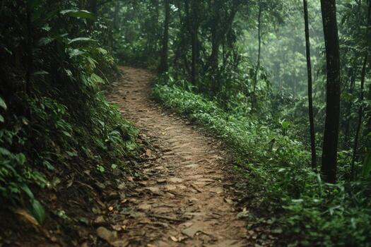 A winding path through a lush forest in the early morning light during a misty day photo