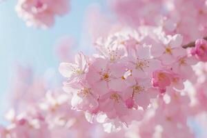 Delicate cherry blossoms in full bloom under a clear blue sky during spring photo
