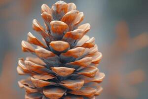 Detailed close-up of a pine cone with warm tones against a blurred background in autumn light photo