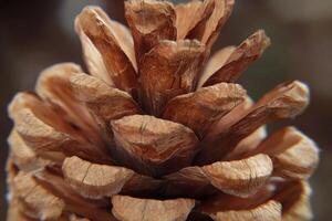Close-up view of a pine cone resting on forest floor in autumn, showcasing intricate details photo