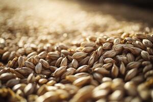 Close-up view of freshly harvested barley grains shining in golden sunlight at dusk photo