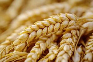 Wheat stalks ready for harvest in a golden field during late summer in rural farmland photo