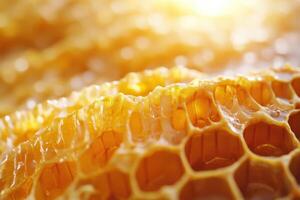 Close-up view of honeycomb structure showcasing golden honey in natural sunlight photo