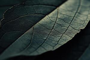 Intricate details of textured leaves illuminated by soft light in a natural setting photo