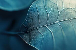 Close-up view of an intricate leaf structure highlighting textures and patterns with soft lighting photo