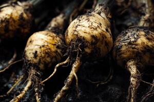 Freshly harvested root vegetables with earthy soil still clinging to their surfaces photo
