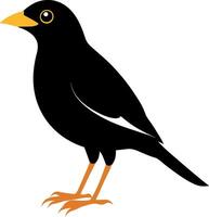 Mynah flat illustration on white background vector
