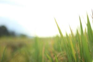 Abstract of Rice Plant with Blur Style photo