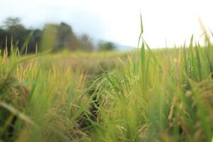 Abstract of Field with Rice Plants photo