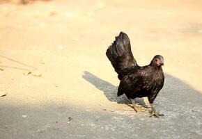 Alone and beautiful little black Kate chicken photo