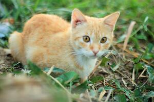 Orange Cat Close Up photo