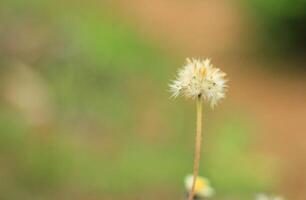 Beautiful Dandelion Flower Alone with Blur Background, take with Canon 60D photo