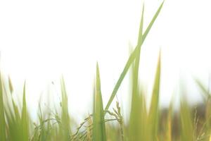 Yellow Rice in Ricefield with Blur Abstract Style photo
