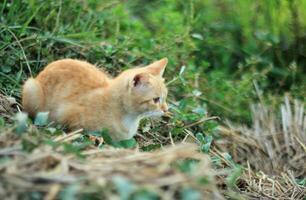 Orange Cat Sitting on a Grass photo