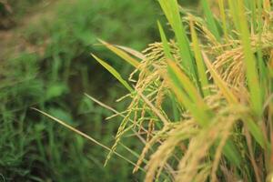 Yellow Rice with Blur Background photo