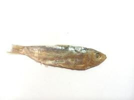 Ikan asin or dried salted fish isolated on white background with copy space photo