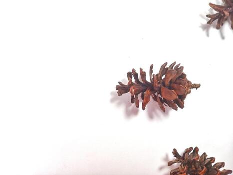 a collection of Dry Pine cone isolated on white background with copy space area photo