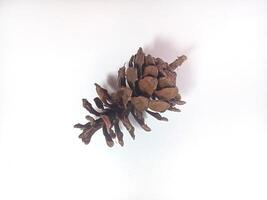 Dry Pine cone isolated on white background with copy space area photo