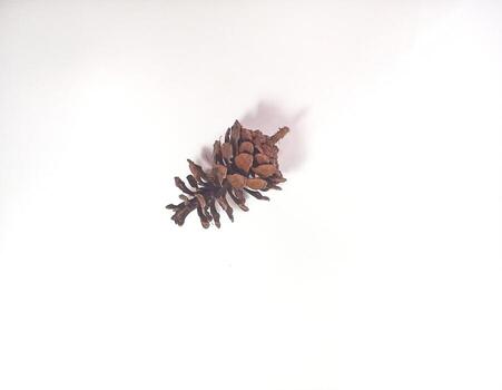 Dry Pine cone isolated on white background with copy space area photo