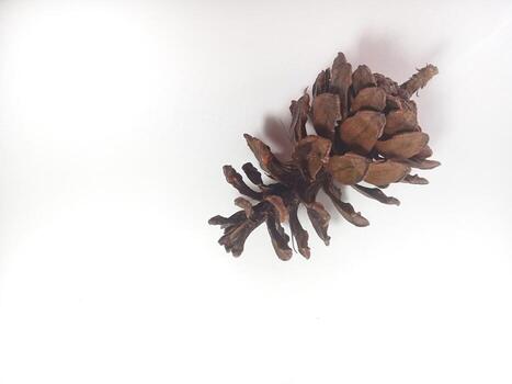 Dry Pine cone isolated on white background with copy space area photo