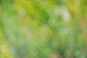 Natural defocus light background of green and yellow color. Natural bokeh. photo
