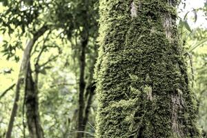 Green moss and lichen on tree bark in the forest. photo