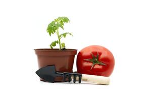 Tomato plant seedling with gardening tools and fresh tomato photo