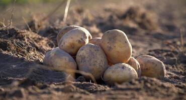 Freshly harvested potatoes lying on fertile soil in a sunlit field, symbolizing autumn harvest photo