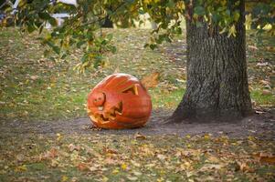 Carved pumpkin resting beneath tree surrounded by fallen autumn leaves in a peaceful forest setting photo