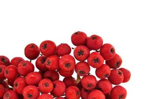 Vibrant red rowan berries isolated on white background photo