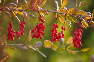 Close-up of vibrant red berries on a barberry branch with autumn leaves photo