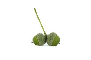 Close-up of green acorns with stems isolated on white background photo