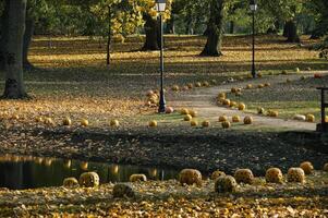 Serene park in autumn features a path lined with carved pumpkins, surrounded by golden foliage photo