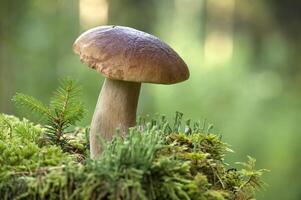 Wild cep mushroom growing in a green forest during daylight with beautiful bokeh background photo