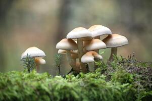 Cluster of Mushrooms Growing on Lush Forest Floor photo
