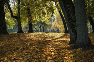 Sun-drenched autumn forest with golden leaves carpeting the ground photo