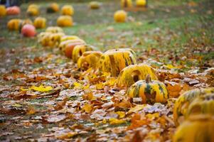 Decorative pumpkins lined up on a grassy field, surrounded by a carpet of colorful autumn leaves photo