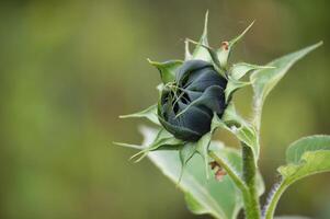 Closeup of green flower bud surrounded by leaves and tiny spider webs on blurred natural background photo