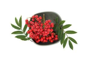Bright red rowan berries with green leaves isolated on a white background photo