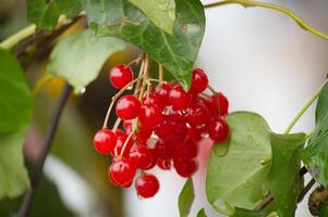 Cluster of Bright Red Berries on a Vine photo