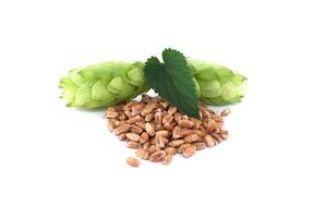 Green hops and wheat grains on white background representing essential ingredients for beer brewing photo