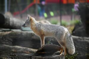 Wild Gray Fox Standing on a Tree Trunk in Natural Habitat photo