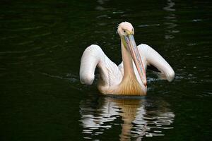 Graceful Pelican Gliding on Tranquil Water Surface photo